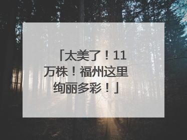 太美了！11万株！福州这里绚丽多彩！